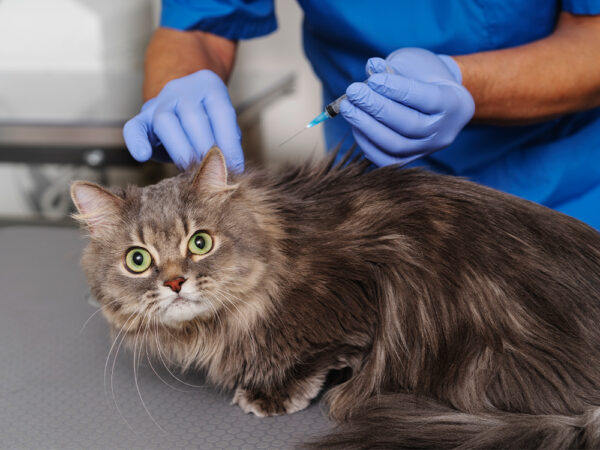 A vacinação dos gatos
